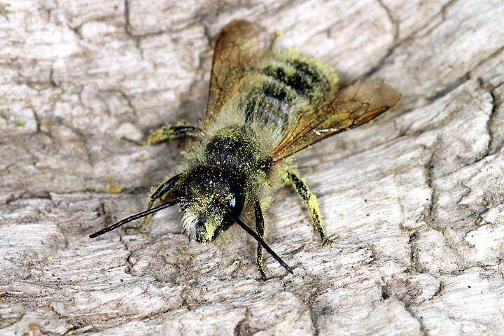 Andrena species (8 May 11) Copyright: Leslie Butler