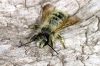 Andrena species (8 May 11) 
