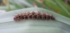 Red-necked Footman 1