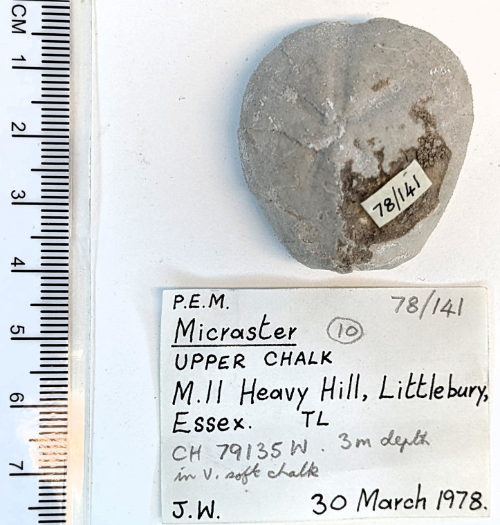 Echinoid Micraster sp Littlebury Heavy Hill M11 1978 Copyright: William George