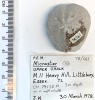 Echinoid Micraster sp Littlebury Heavy Hill M11 1978