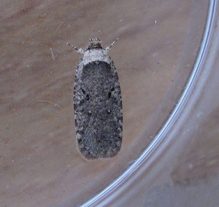 Agonopterix curvipunctosa1a Copyright: Clive Atkins