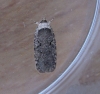 Agonopterix curvipunctosa1a Copyright: Clive Atkins