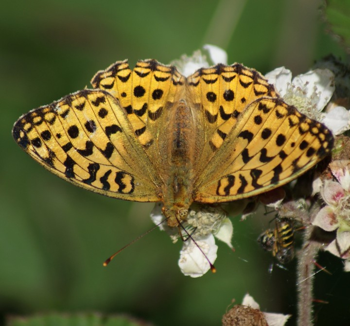 High Brown Fritillary Copyright: Robert Smith