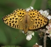 High Brown Fritillary