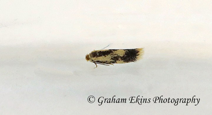 Stigmella trimaculella  GD Copyright: Graham Ekins