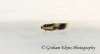 Stigmella trimaculella  GD Copyright: Graham Ekins