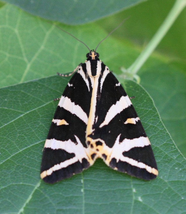 Jersey Tiger Moth Copyright: Colin Humphrey