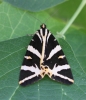 Jersey Tiger Moth 