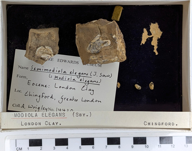 Chingford London Clay Fossils Modiola elegans bivalves Copyright: Arthur Wrigley Collection