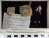 Chingford London Clay Fossils Modiola elegans bivalves