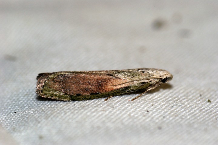 Bee Moth (Aphomia sociella) 2 Male Copyright: Ben Sale