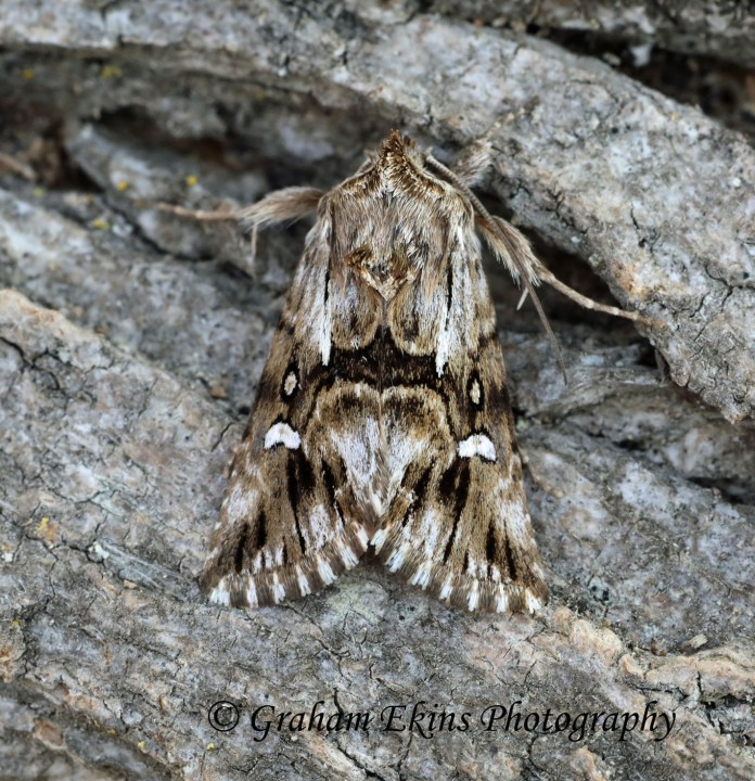 Calophasia lunula Toadflax Brocade 5 Copyright: Graham Ekins