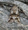 Calophasia lunula Toadflax Brocade 5 Copyright: Graham Ekins