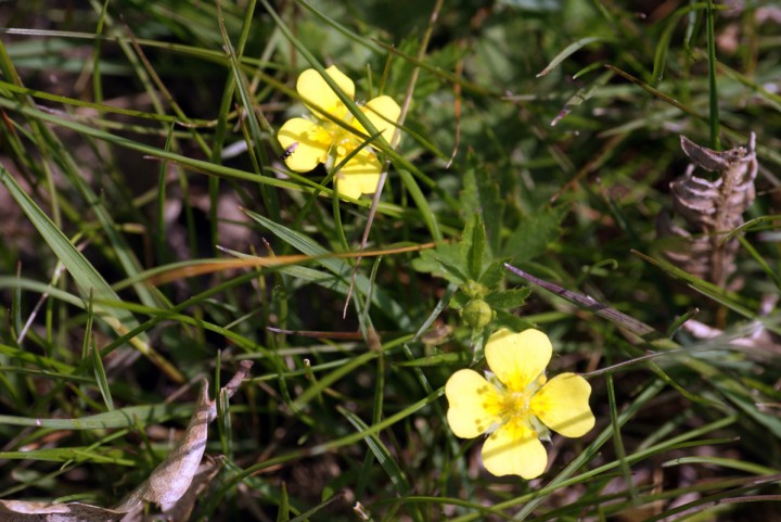 Rosy Marbled foodplant - Tormentil Copyright: Ben Sale