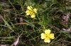 Rosy Marbled foodplant - Tormentil Copyright: Ben Sale