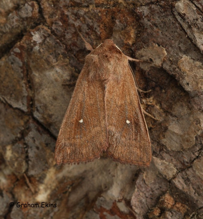 Mythimna albipuncta   White-point 4 Copyright: Graham Ekins