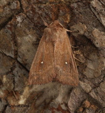 Mythimna albipuncta   White-point 4 Copyright: Graham Ekins