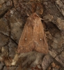 Mythimna albipuncta   White-point 4 Copyright: Graham Ekins