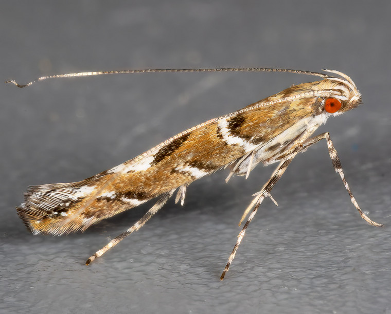 Oak Cloud (Acrocercops brongniardella) Copyright: Bill Crooks