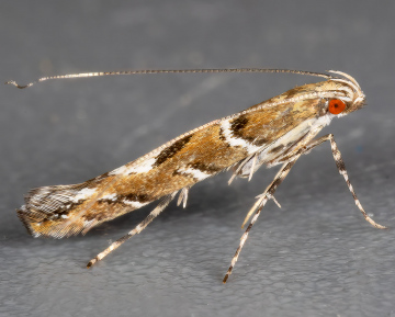Oak Cloud (Acrocercops brongniardella) Copyright: Bill Crooks