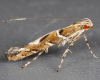 Oak Cloud (Acrocercops brongniardella) 
