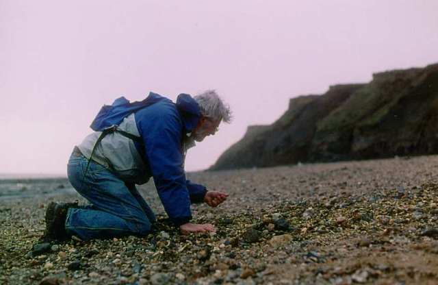 Collecting fossils on the beach at The Naze Copyright: unknown