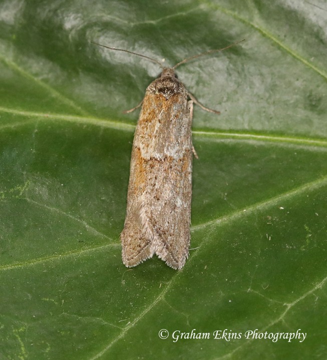 Tortricoides alternella 4 Copyright: Graham Ekins