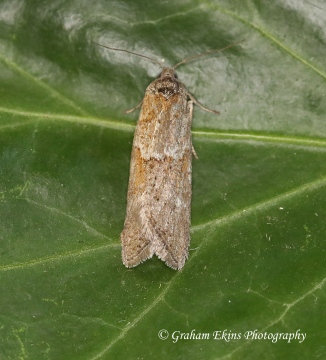 Tortricoides alternella 4 Copyright: Graham Ekins