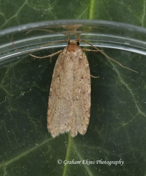 Agonopterix ciliella 2 Copyright: Graham Ekins