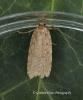 Agonopterix ciliella 2 Copyright: Graham Ekins