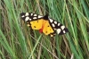 Cream Spot Tiger Moth 