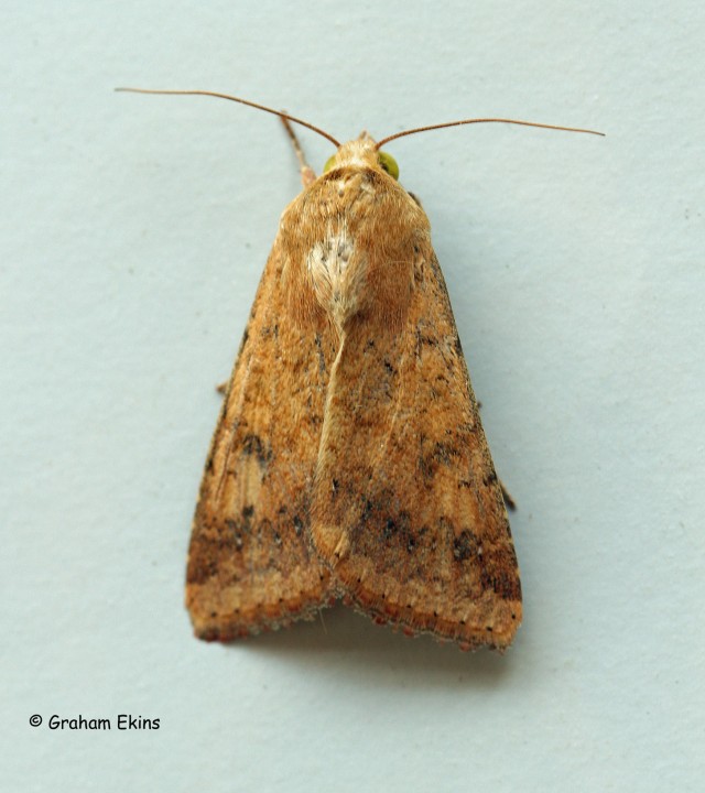 Helicoverpa armigera   Scarce Bordered Straw 1 Copyright: Graham Ekins