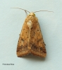 Helicoverpa armigera   Scarce Bordered Straw 1 