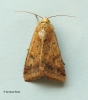 Helicoverpa armigera   Scarce Bordered Straw 1 Copyright: Graham Ekins