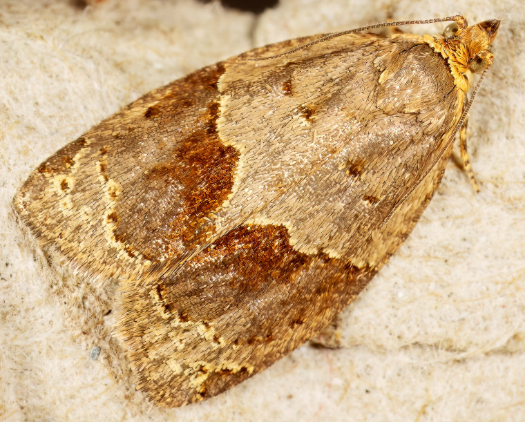 Banded Ivy Tortrix (Clepsis dumicolana) 1 Copyright: Bill Crooks