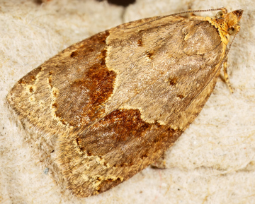 Banded Ivy Tortrix (Clepsis dumicolana) 1 Copyright: Bill Crooks