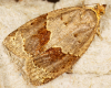 Banded Ivy Tortrix (Clepsis dumicolana) 1