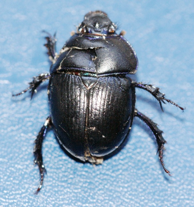 Anoplotrupes stercorosus Copyright: Robert Smith