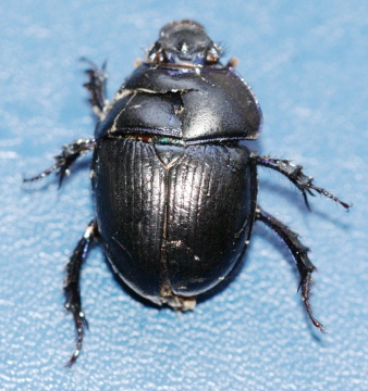 Anoplotrupes stercorosus Copyright: Robert Smith