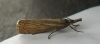 Chrysoteuchia culmella. 
