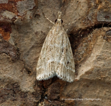 Eudonia pallida 4 Copyright: Graham Ekins