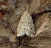 Eudonia pallida 4