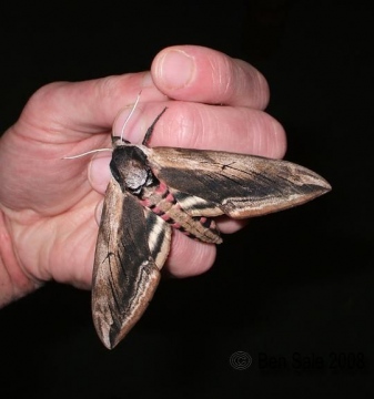 Privet Hawk-moth 4 Copyright: Ben Sale