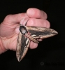 Privet Hawk-moth 4