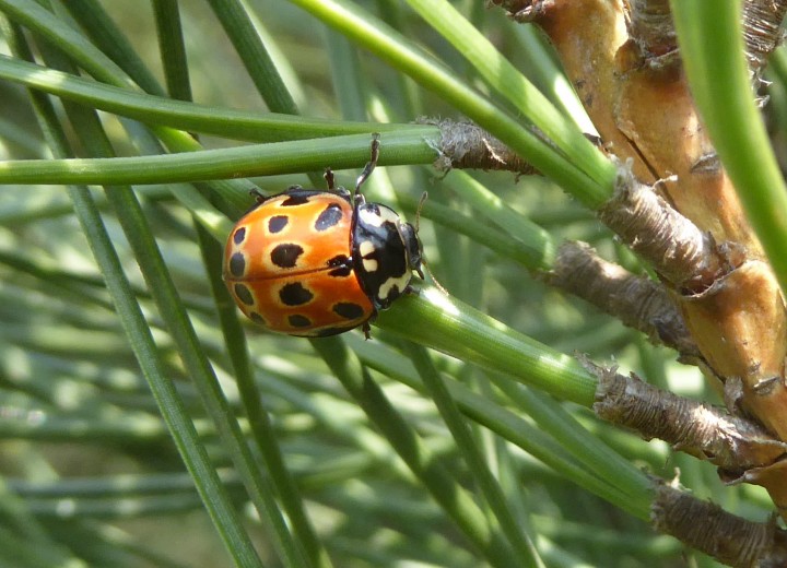 eyed ladybird Anatis ocellata Copyright: Yvonne Couch