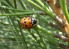 eyed ladybird Anatis ocellata Copyright: Yvonne Couch