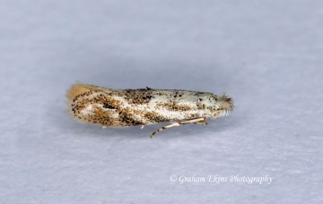 Bucculatrix albedinella 3 Copyright: Graham Ekins