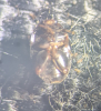S hemisphaericus underside