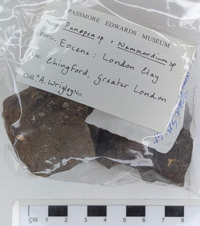 Chingford London Clay Fossils Panopea and Nemocardium Copyright: Arthur Wrigley Collection